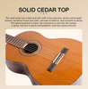 39" Professional Classical Guitar (Non-Cutaway) | Solid Red Pine Top + Rosewood Back/Sides | Bone Nut/Saddle & Rosewood Fingerboard | High Gloss Finish W/Savarez Strings